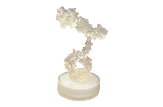3D printed molecular model of belatacept