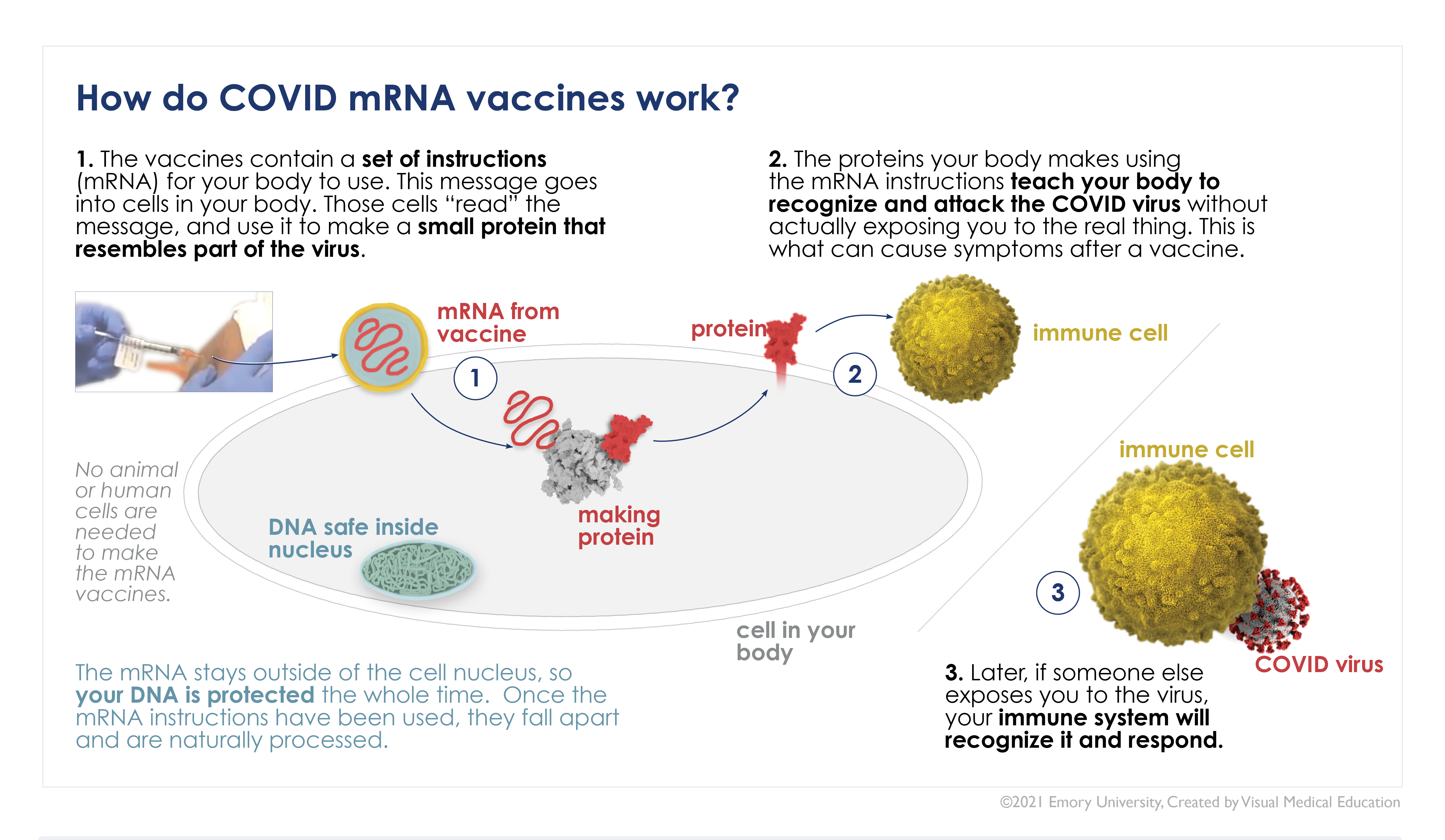 How Do COVID mRNA Vaccines Work? This illustration depicts the molecular function of the mRNA vaccines.